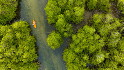 aerial view of woman kayaking on the river in the forest she admires nature and adventures in the jungle