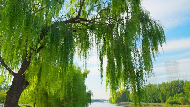 A willow tree grows by the river, a big old stump stands in the water, the weather is sunny, blue sky and white clouds