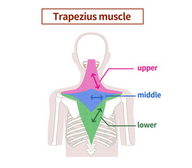 Illustration of the anatomy of the Trapezius muscle from the side and back