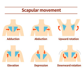 Movement of the scapula Muscular action - obrazy, fototapety, plakaty