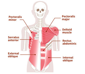 Large muscles in the abdomen, chest, and shoulders Outer and inner muscles