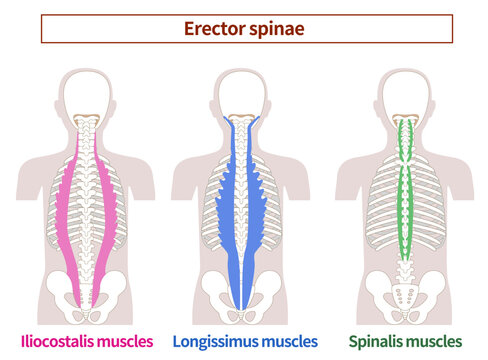 Erector Spinae Muscles Diagram