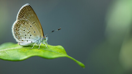 Naklejka premium Tiny grass blue butterfly on leaf in morning, Close up and macro with soft focus and nature blurred background, Insects in Thailand.