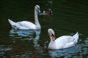 Two graceful white swans swim in the dark water.