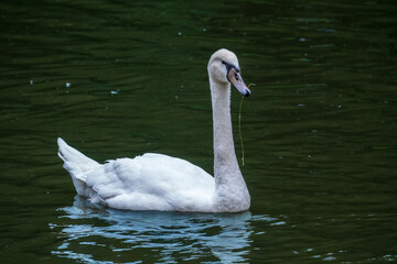 A graceful white swan swimming on a lake with dark water. The white swan is reflected in the water