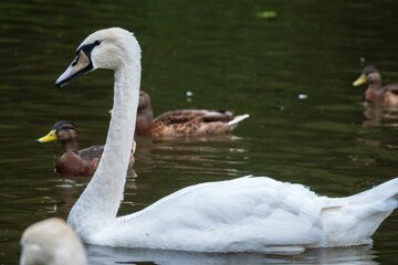 A graceful white swan swimming on a lake with dark water. The white swan is reflected in the water