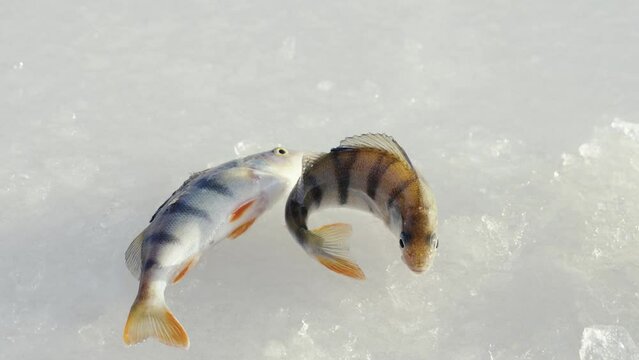 Ice fishing, perch on the snow. winter fishing, perch fish on the snow in winter on the sea, lake, river. Winter activity in Scandinavia. Hobby concept