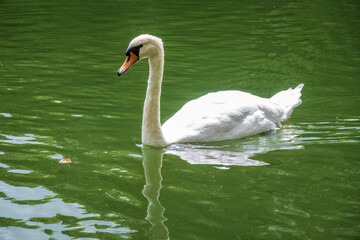 A graceful white swan swimming on a lake with dark water. The white swan is reflected in the water