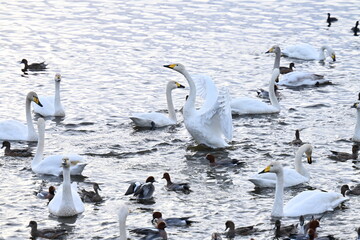 Scenery of a lake with swans that fly to Japan to spend the winter