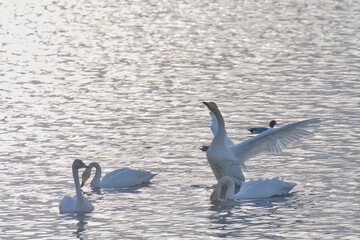 Scenery of a lake with swans that fly to Japan to spend the winter