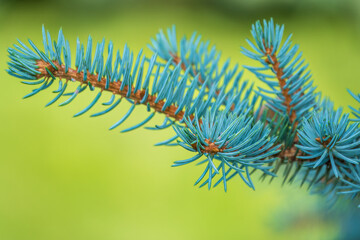 Green spruce branches in spring with new fresh cones.