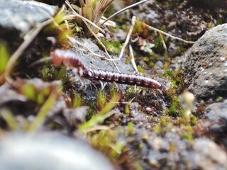 Macro photo of a crawling millipede.