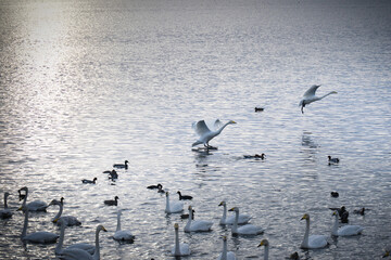 Scenery of a lake with swans that fly to Japan to spend the winter