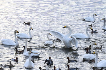 Scenery of a lake with swans that fly to Japan to spend the winter