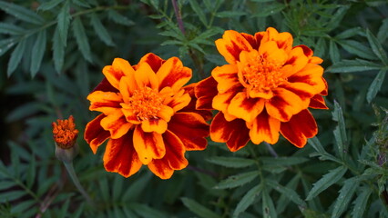 French Marigold|Tagetes patula|孔雀草