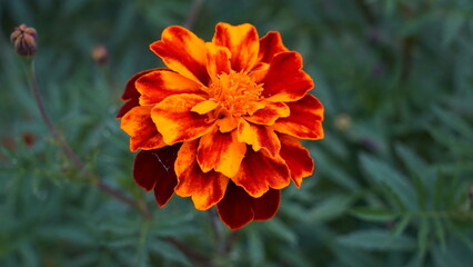 French Marigold|Tagetes patula|孔雀草