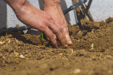 Farmer planting onion seedlings in organic garden