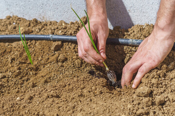 Farmer planting onion seedlings in organic garden