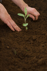 man planting a cucumber plant in his organic vegetable garden with his hands