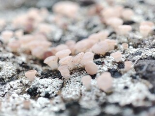 a button mushroom that grows on a rock