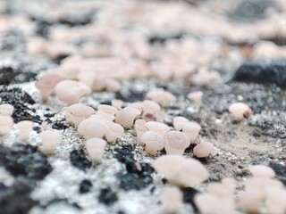 a button mushroom that grows on a rock