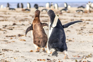 Magdalena Island, Punta Arenas, Chile