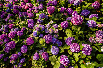 Hydrangea garden