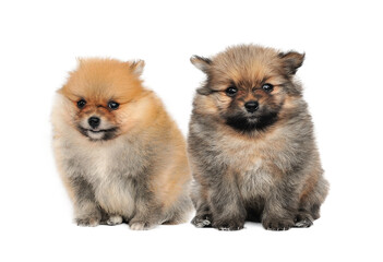 Pomeranian Spitz dog. Portrait on transparent png