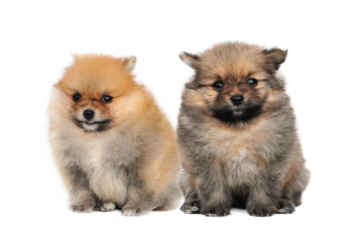 Pomeranian Spitz dog. Portrait on transparent png