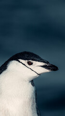 Fototapeta premium Portrait of Chinstrap Penguin in Antarctica