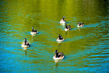 Ducks on a lake or pont in natural reserve wilderness area with white and brown coloration and black head and beak