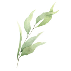 Abstract green branch with leaves. Greenery leaf. Hand-drawn illustration. For wedding invitations, postcard design and stationery.