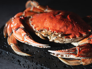 red crab on a black background