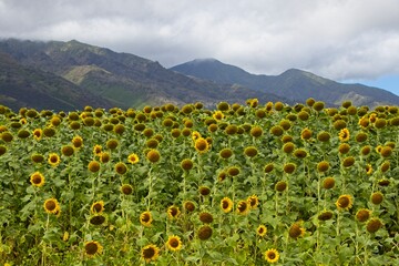 A field of sunflowers grows at the foot of the West Maui Mountains near the town of Kahului