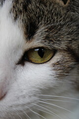 Detail of common tabby cat - macro photography