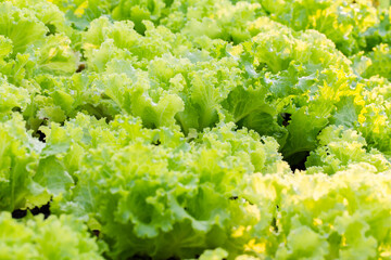 Fresh organic green vegetable background. picture used for clean healthy food backdrop.