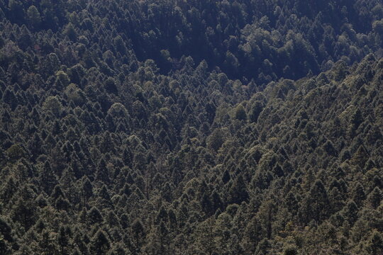 Bosque de la mariposa monarca en Michoacan M&eacute;xico 