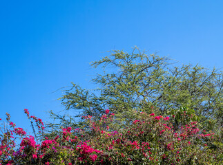 Pink Flowers Against Blue Sky.