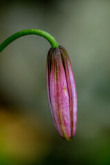 Lilium martagon flower growing in forest, close up	