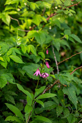 Obraz na płótnie Canvas Lilium martagon flower growing in forest, close up 