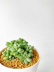 多肉植物ビアホップ03