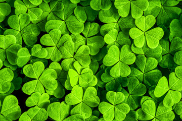 Naklejka na ściany i meble Background with green clover leaves for Saint Patrick's day. Shamrock as a symbol of fortune.