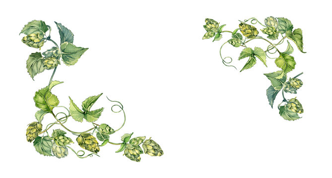 Frame of hop vine, plant humulus watercolor illustration isolated on white background.