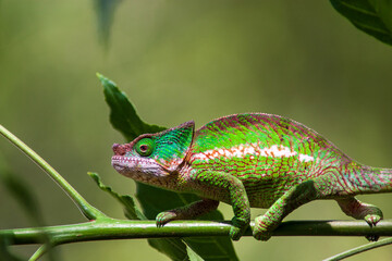Parson chameleon (Calumma parsonii cristyfer) at Analamazaotra National Park in Madagascar
