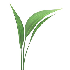 Green leaves frame on transparent background, 3d render illustration.
