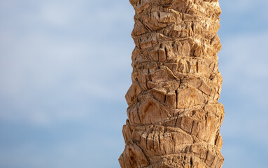 The trunk of a palm tree against the sky. © schankz
