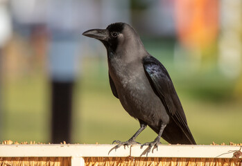 Portrait of a black crow in the park.