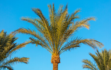 Obraz na płótnie Canvas Palm trees against the blue sky.