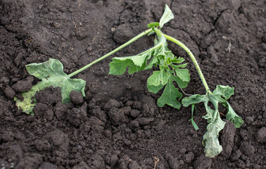 Dying watermelon seedling in the ground.