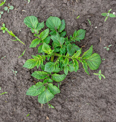 Green tops of potatoes in the ground.